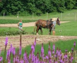 Shares available at Sankanac CSA