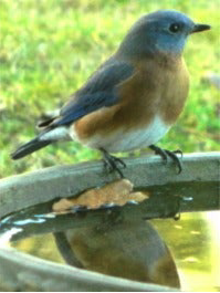 The Joy of Birding, Part 2 (online)
