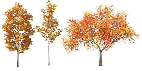 Autumn Tree Walk in Black Rock Sanctuary
